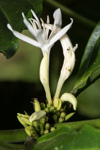 Close-up of flower plant