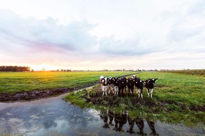 Cows on field against sky