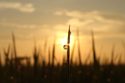 Close-up of silhouette plant on field against sky during sunset