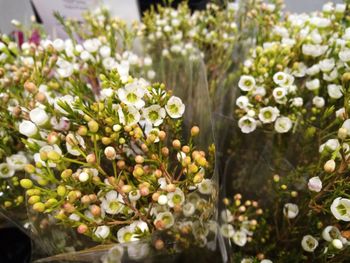 Close-up of flowering plant