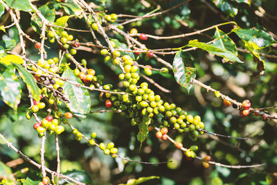 Close-up of berries growing on tree