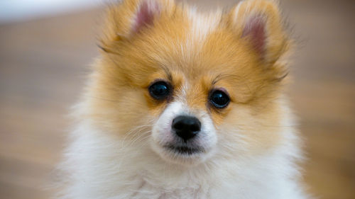 Close-up portrait of a dog