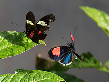 Butterfly on flower