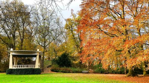 Autumn trees in park