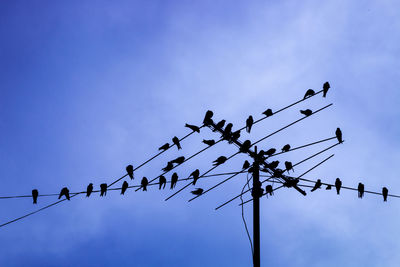 Low angle view of birds perching on cable