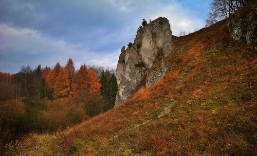 Scenic view of forest against sky during autumn