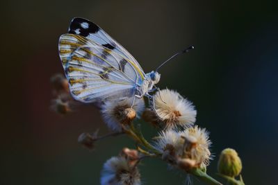 Close-up of butterfly on flower in park