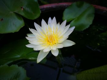 Close-up of lotus water lily in lake