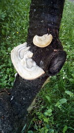 High angle view of mushrooms growing on tree trunk