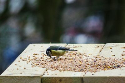 Close-up of bird perching on leaf