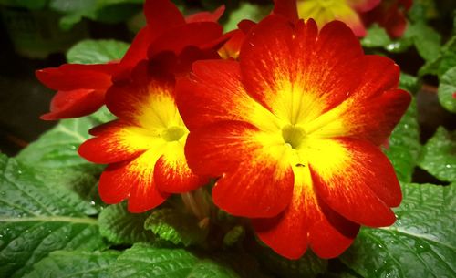 Close-up of flowers blooming outdoors