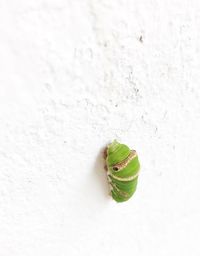 Close-up of insect on leaf