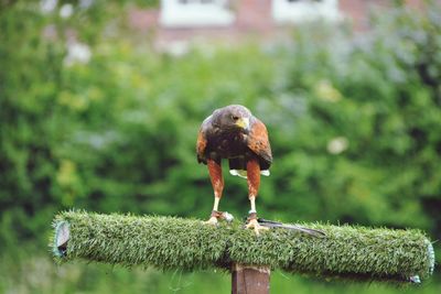 Close-up of bird perching on wooden post