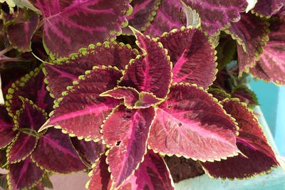 Close-up of pink flowering plant leaves