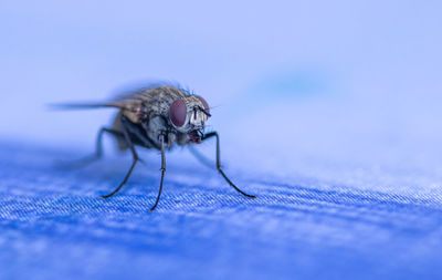 Close-up of insect