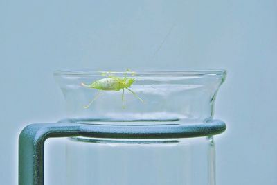 Close-up of object over white background