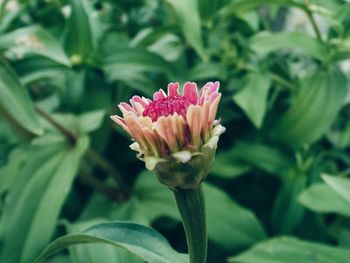 Close-up of pink flower