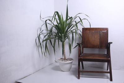 Close-up of potted plant on table against wall