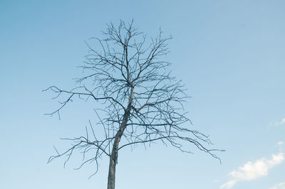 Low angle view of bare tree against clear blue sky