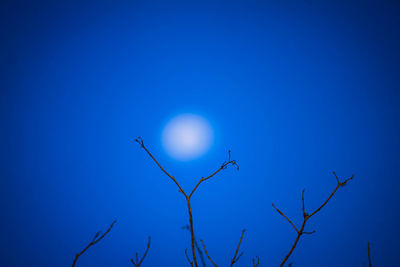 Low angle view of bare tree against blue sky