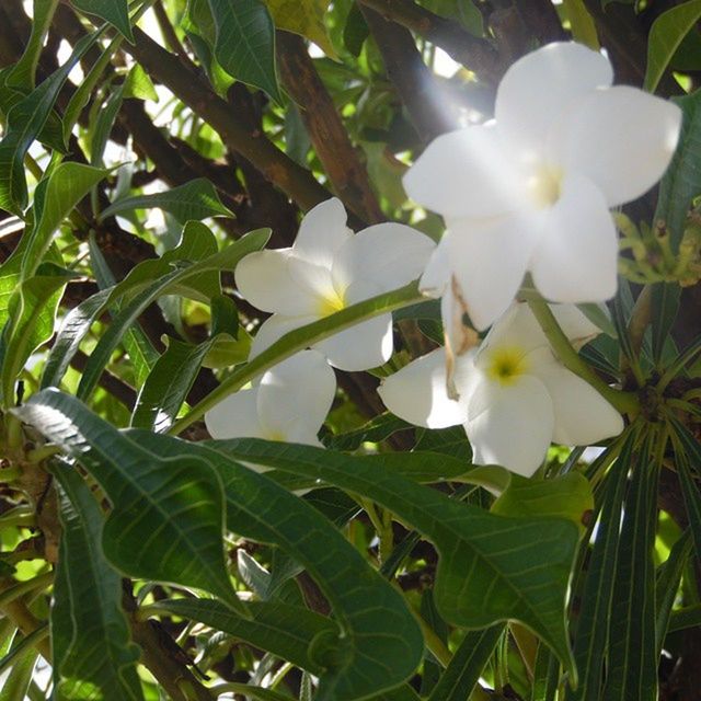 flower, growth, freshness, petal, leaf, white color, fragility, flower head, beauty in nature, plant, blooming, nature, green color, close-up, in bloom, blossom, park - man made space, outdoors, day, no people