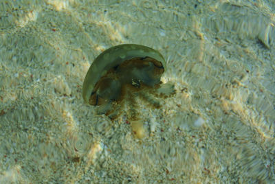Close-up of turtle swimming in sea