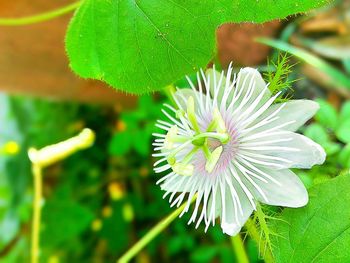 Close-up of flowers blooming in lake