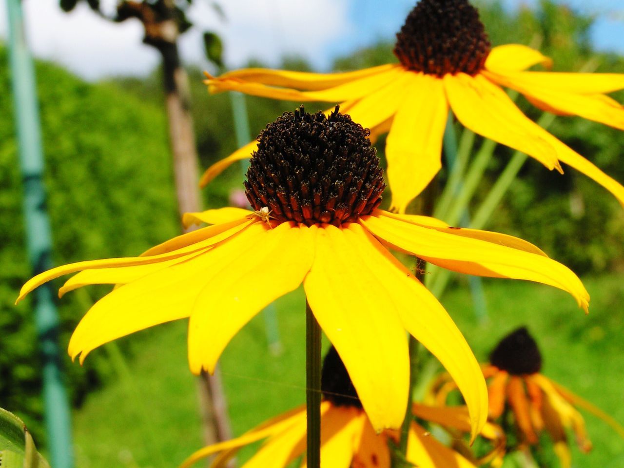 flower, yellow, petal, beauty in nature, fragility, flower head, nature, growth, freshness, focus on foreground, pollen, close-up, blooming, plant, day, no people, outdoors, black-eyed susan, animal themes