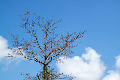 Low angle view of flowering plant against blue sky