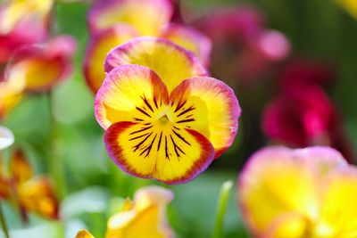 Close-up of yellow flowering plant