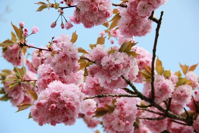 Pink sakura petals blooming. 