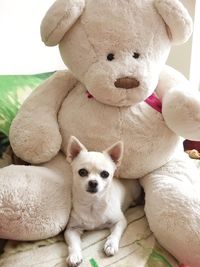 Close-up of cute dog