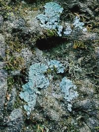 Close-up of lichen on rock