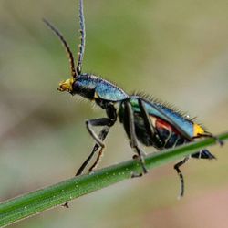 Close-up of insect on leaf