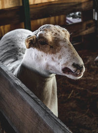 Close-up of an animal looking away