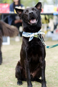 Close-up of dog sitting on grass