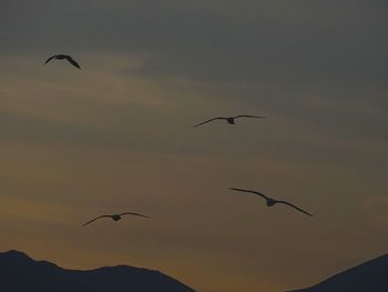 Low angle view of birds flying in sky