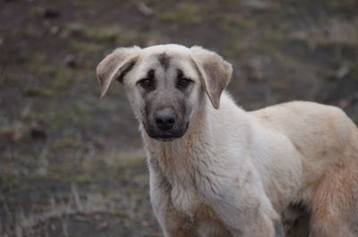 Portrait of dog on field