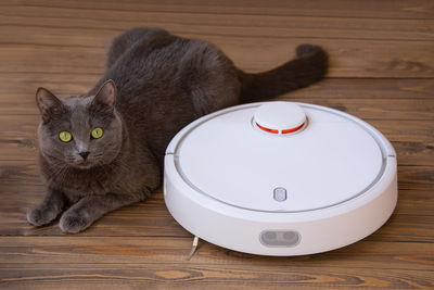 A gray furry cat lies next to a robot vacuum cleaner