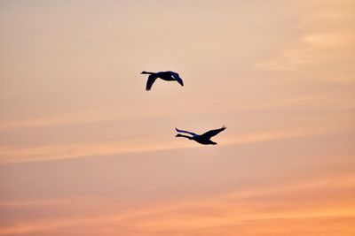 Swans on sunrise sky background