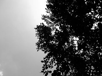 Low angle view of trees against sky