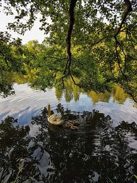 Reflection of trees in lake