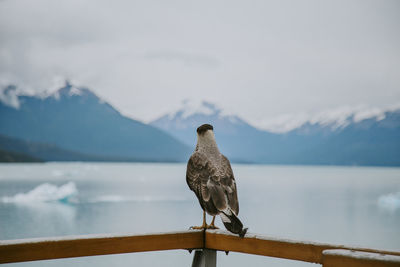 Wildbird standing on a deck facing a lake and mountain landscape 