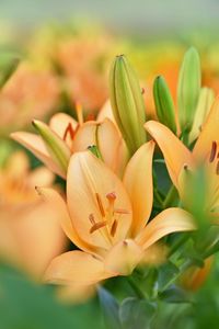 Close-up of orange flowers blooming outdoors