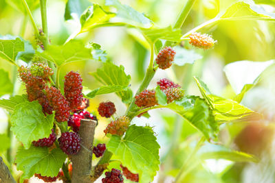 Close-up of blackberries growing on plant