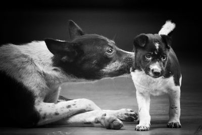 Portrait of two dogs against black background