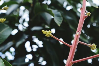 Close-up of twig against tree