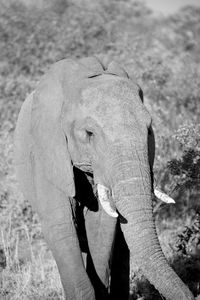 View of elephant on field