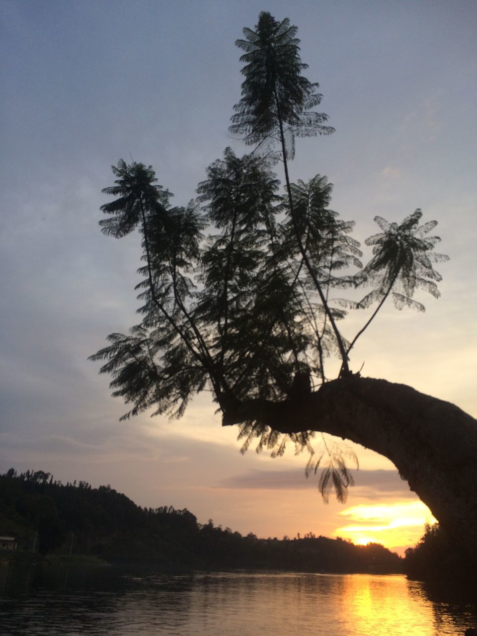 sky, tree, sunset, water, beauty in nature, plant, tranquility, tranquil scene, silhouette, cloud - sky, nature, scenics - nature, no people, lake, growth, outdoors, orange color, non-urban scene, idyllic