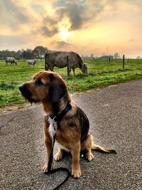 Dog on the road